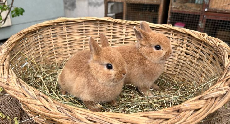 Ardahan Büyümeyen Tavşan