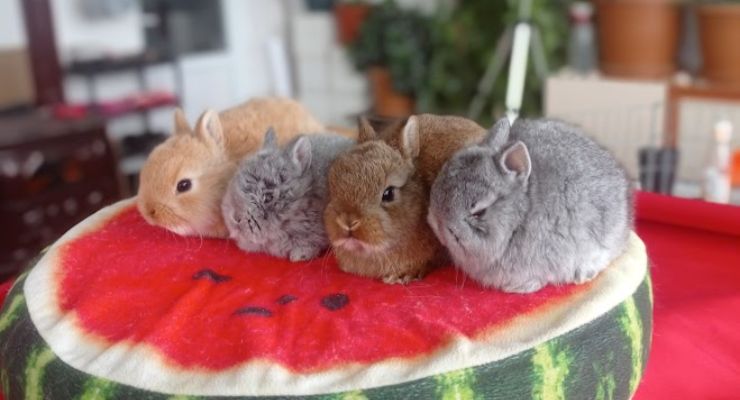 Ardahan Cins Tavşan