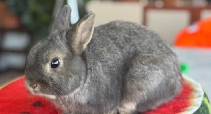 Ardahan Ev Tavşanı