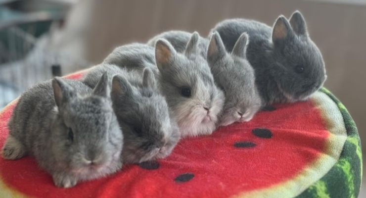 Ardahan Evcil Tavşan