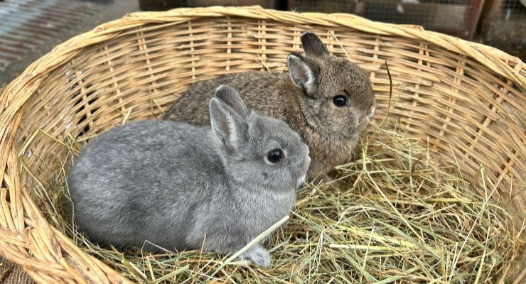 Ardahan Yavru Tavşan