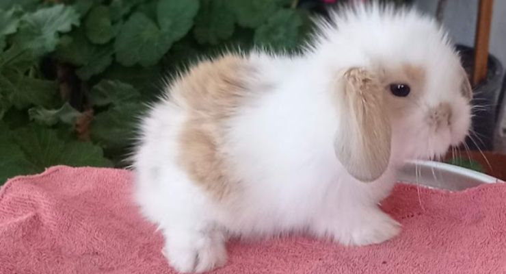 Ardahan Hollanda Lop Tavşan